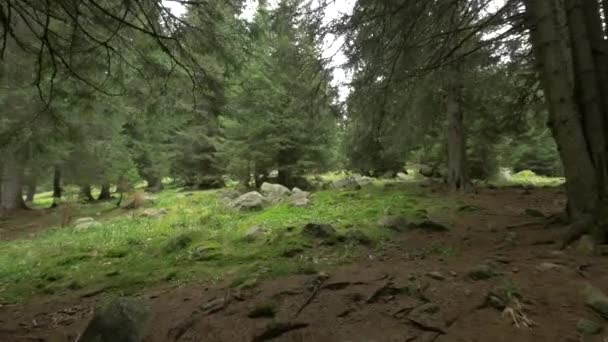 Alberi Conifere Una Zona Montagna — Video Stock