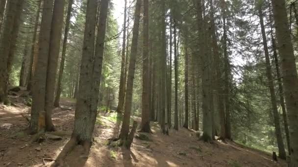 森林里阳光灿烂的一天 — 图库视频影像