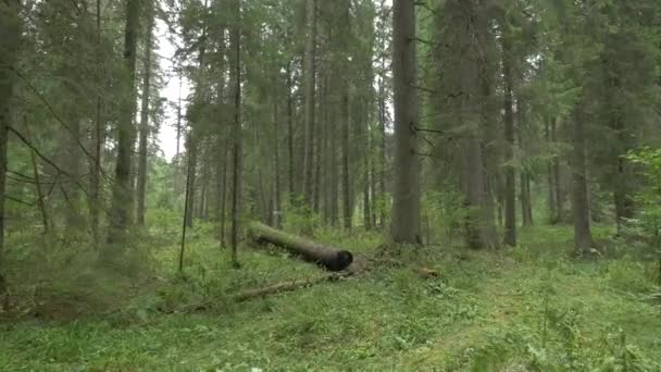 Внутри Хвойного Леса — стоковое видео