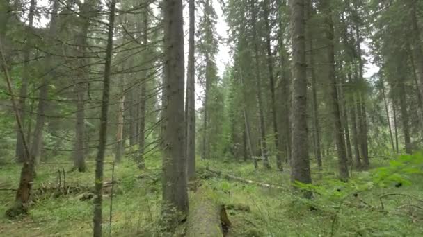 Vista Dentro Bosque Coníferas — Vídeos de Stock