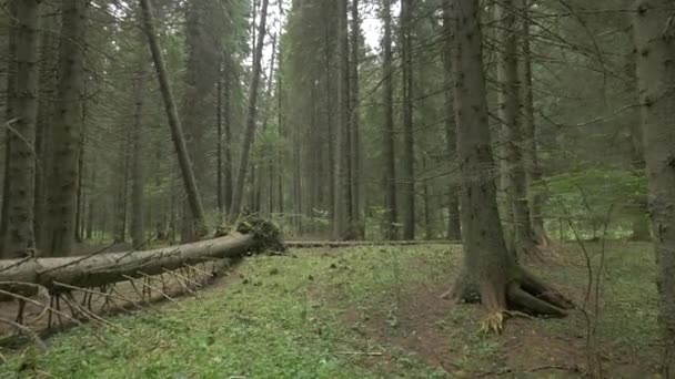 Tronco Abeto Caído Bosque — Vídeo de stock