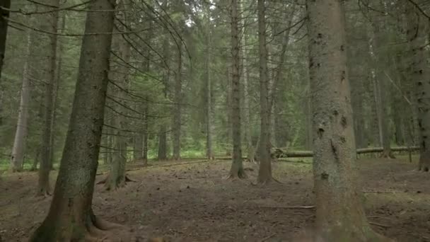 明るい針葉樹林 ビデオ — ストック動画