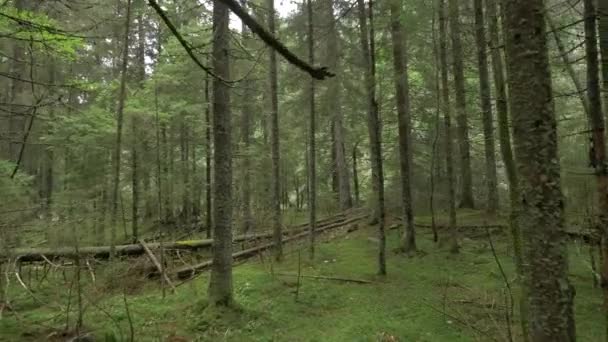 Деревянные Стволы Лесу — стоковое видео