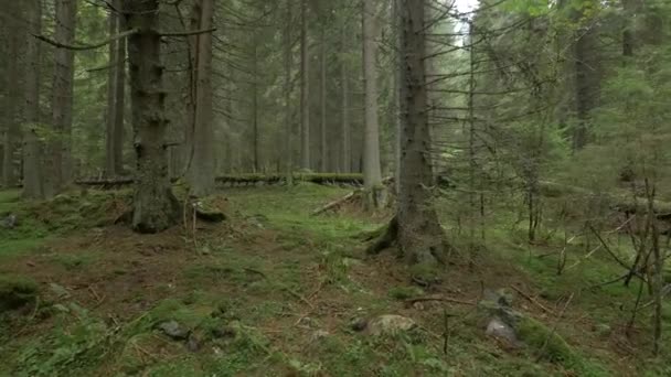 Profondità Una Foresta Conifere — Video Stock