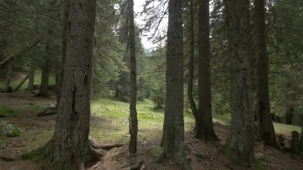 スプルースの森の中の森 — ストック動画