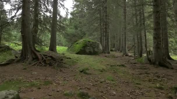 Foresta Conifere Una Grande Pietra — Video Stock