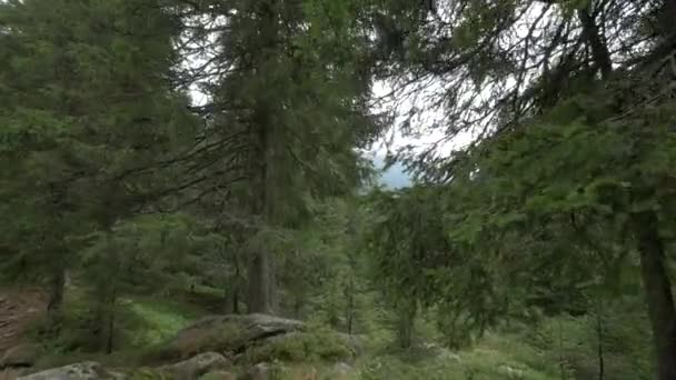 Alberi Abete Una Zona Montagna — Video Stock