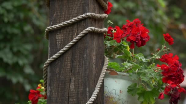Red Geranium Wooden Pole — Stock Video