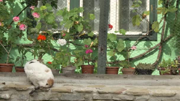 Pisica Lângă Gard Aproape — Videoclip de stoc