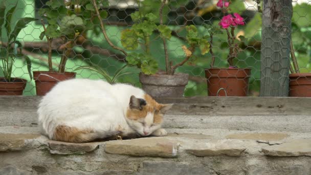 Gato Blanco Durmiendo Cerca — Vídeo de stock