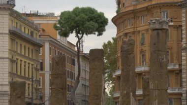 Ağaç ve eski Roma sütunları