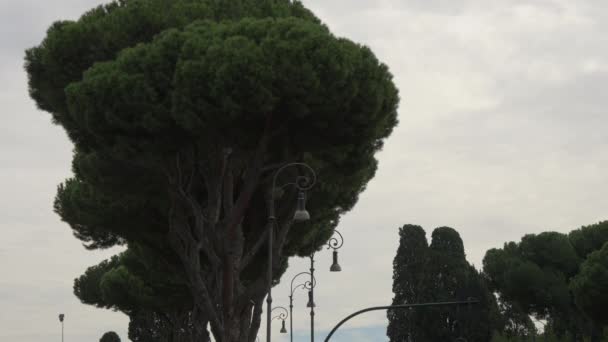 Alberi Pali Lampade — Video Stock