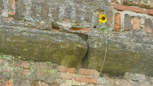 Duvarda Büyüyen Ayçiçeği — Stok video