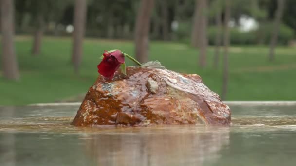 Rose Water Fountain — Stock Video