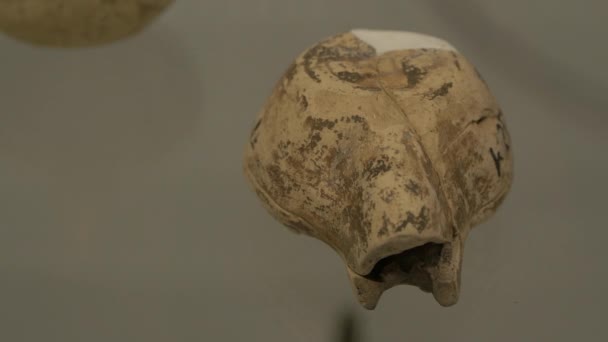 Exposição Arqueológica Museu — Vídeo de Stock