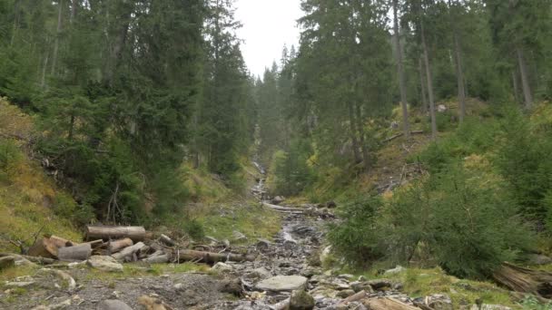 Kleine Rivier Door Rotsen Boomstammen — Stockvideo