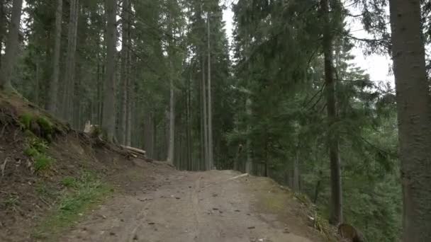 Szlak Górski Lesie — Wideo stockowe