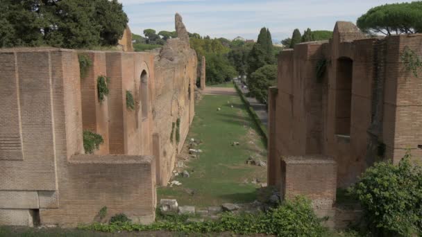 Banhos Caracalla Árvores — Vídeo de Stock