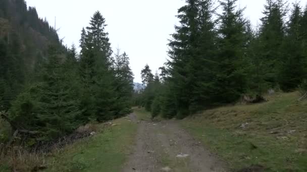 山区的森林小径 — 图库视频影像