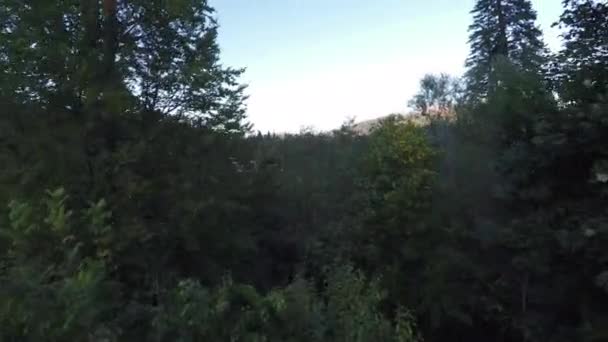 Luftaufnahme Des Waldes Und Der Burg Peles — Stockvideo