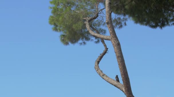 Pássaro Sentado Uma Árvore — Vídeo de Stock