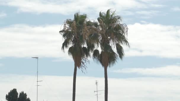 刮风的日子里的棕榈树 — 图库视频影像
