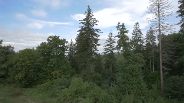 Grüner Wald Einem Bewölkten Tag — Stockvideo