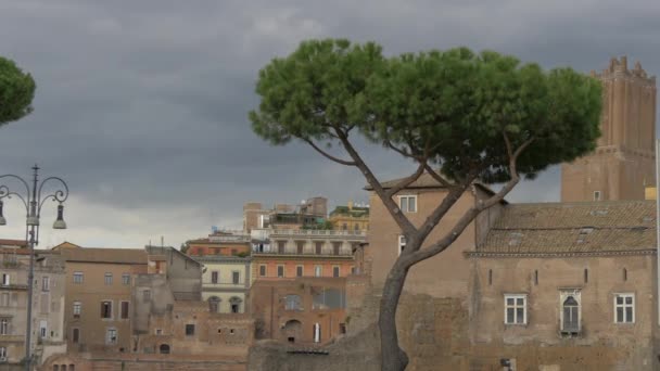 Edificios Antiguos Detrás Árbol — Vídeo de stock