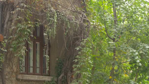 Fenêtre Une Maison Couverte Plantes Vertes — Video