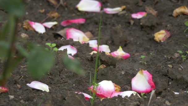 Rose Petals Ground — Stock Video