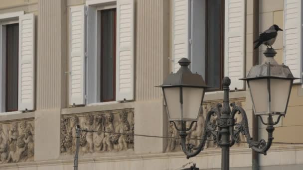 Corbeau Debout Sur Lampadaire Vintage — Video