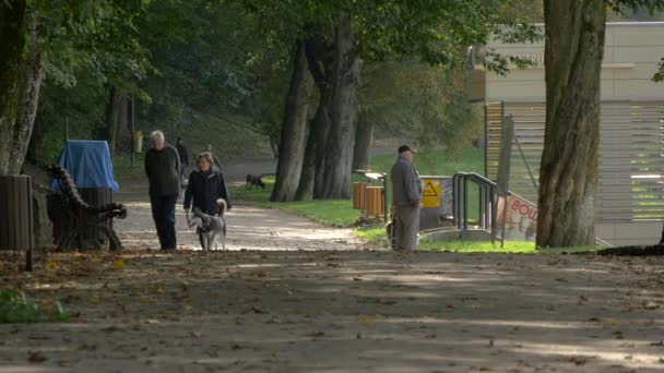 Personnes Avec Des Chiens Dans Parc — Video