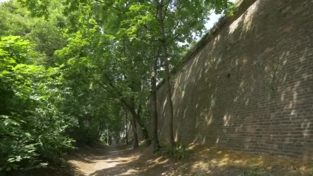 レンガの壁に沿って木 — ストック動画