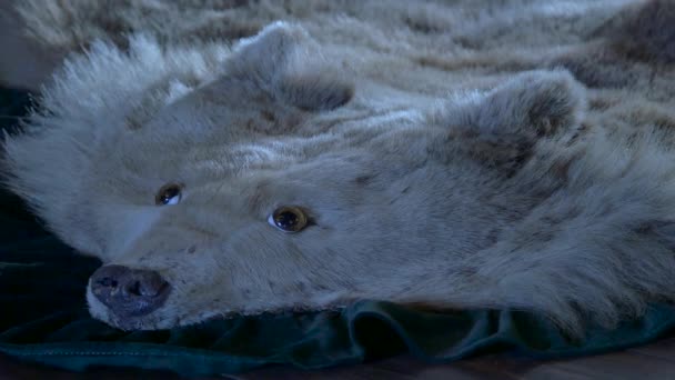 Cierre Alfombra Piel Oso — Vídeos de Stock