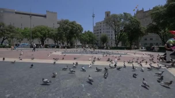 Gołębie Plaza Catalunya Barcelona — Wideo stockowe