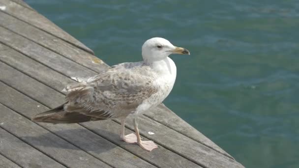 Seagull Waterfront — Stock Video