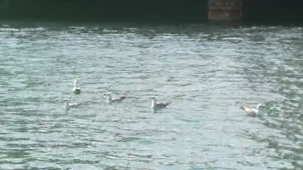 海鸥漂浮在水面上 — 图库视频影像