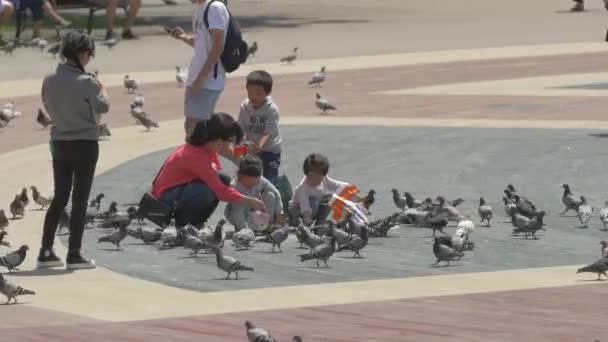 儿童喂鸽子的观点 — 图库视频影像