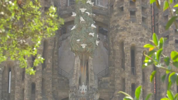 Sagrada Familia Doves Tree — 图库视频影像