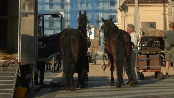 刷马的景象 — 图库视频影像