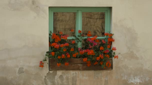 Ventana Con Flores Rojas — Vídeos de Stock