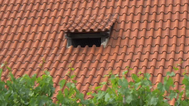 小さな窓のある屋根 — ストック動画