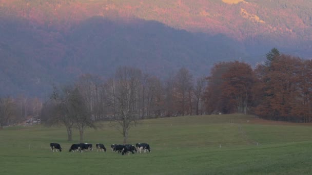 Een Kudde Koeien Die Grazen — Stockvideo