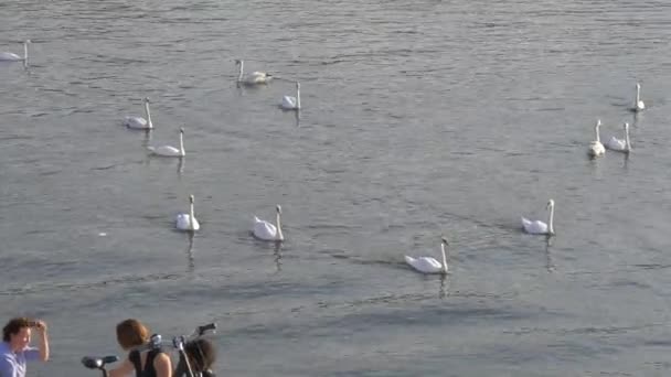 天鹅在海岸附近游动 — 图库视频影像