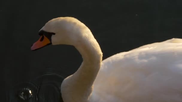 白鳥の姿を間近に見る — ストック動画