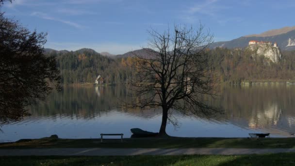 湖畔にあるチラシの木 — ストック動画