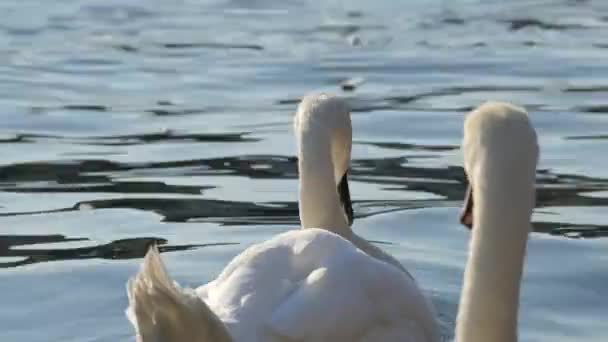 Close Two Swans — Stock Video