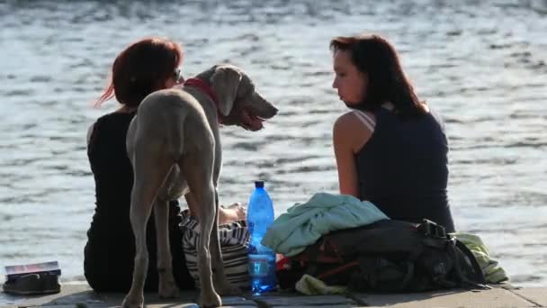 水辺の女性と犬 — ストック動画