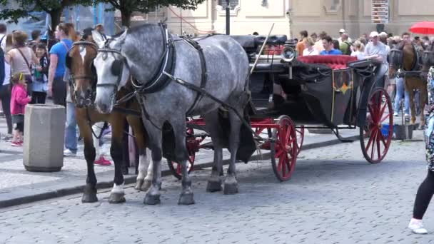 Paardenkoets Een Stad — Stockvideo