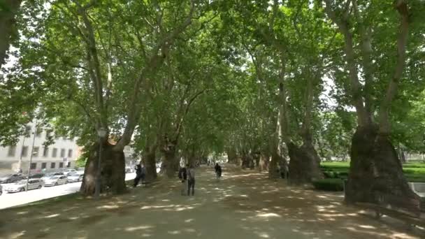 Árboles Jardim Cordoaria Oporto — Vídeo de stock